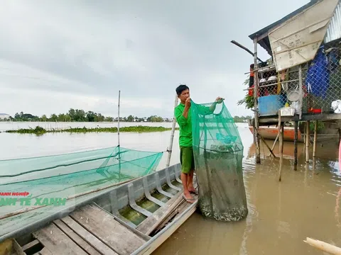 Mùa lũ Đồng bằng sông Cửu Long - Bài cuối: Nhộn nhịp chợ cá đồng, phát triển nghề ăn theo