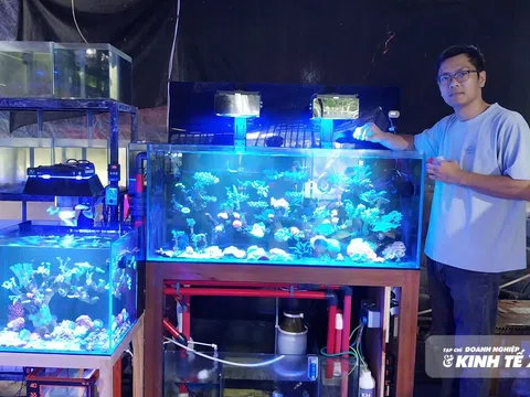 Bỏ phố về quê nuôi cá cảnh, 9X Đồng Tháp thu nhập hàng trăm triệu mỗi năm