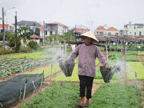 Trà Quế – làng rau xanh được thế giới vinh danh
