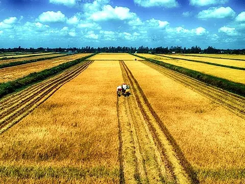 Bạc Liêu hỗ trợ nông dân xuống giống lúa vụ Thu Đông