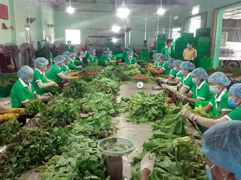 Tiền Giang phát triển kinh tế hợp tác làm nòng cốt đổi mới tam nông