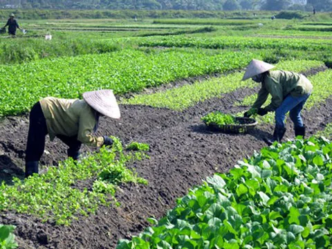 Mưa kéo dài, giá các loại rau xanh tăng mạnh tại Vĩnh Phúc