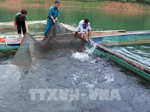 Tập huấn nuôi cá lồng lòng hồ sông Đà