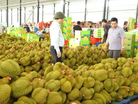 Đắk Lắk đảm bảo việc thu hoạch, tiêu thụ sầu riêng đạt hiệu quả cao
