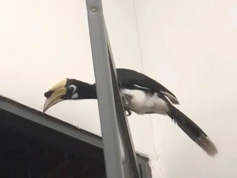 Cơ quan chức năng tiếp nhận cá thể chim Cao cát bụng trắng quý hiếm bay lạc vào quán nhậu