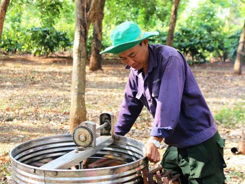 Chuyện về những đàn ong du mục ở Tây Nguyên