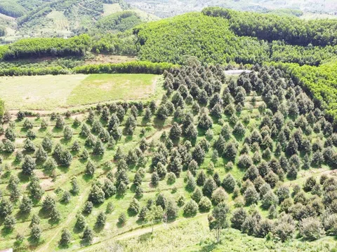 Đa dạng hóa mô hình sản xuất đưa người dân Khánh Hòa thoát nghèo