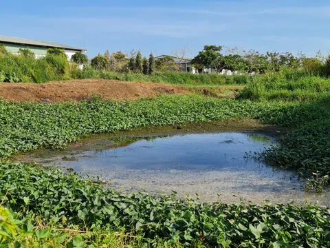 Hơn 300 trại chăn nuôi tại Đồng Nai không có đủ giấy phép về môi trường