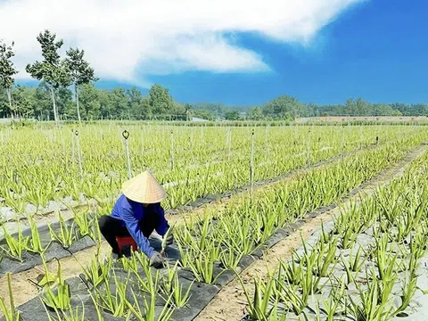 Nông nghiệp xanh, nông nghiệp tuần hoàn chinh phục thị trường quốc tế