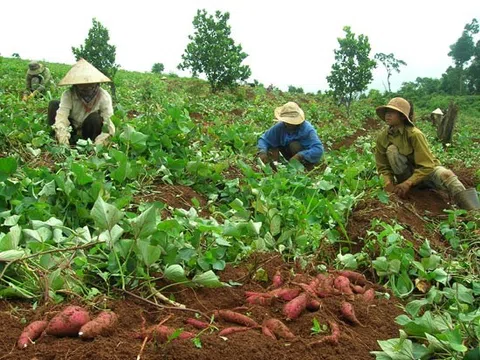 Sự bứt phá trong mô hình IPHM trên cây khoai lang, giúp nông dân tăng thêm lợi nhuận