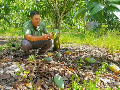 Xoài rớt giá, thương lái bỏ cọc, nông dân Đồng Nai xót xa nhìn trái chín rụng đầy gốc