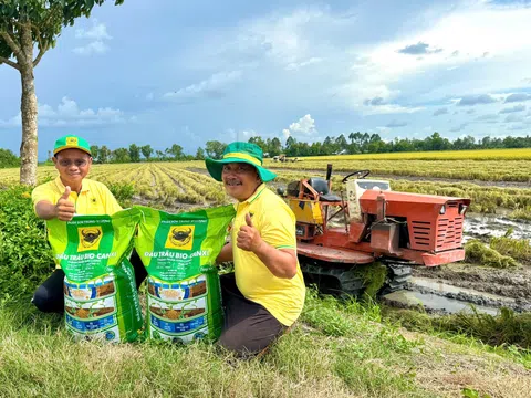 Đầu Trâu Bio-Canxi: Một giải pháp phân bón mới cho canh tác lúa gạo bền vững và giảm phát thải