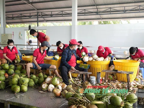 Chinh phục thị trường Mỹ: Dừa Việt Nam đặt nền móng cho xuất khẩu bền vững