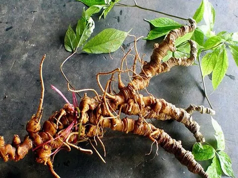 Quảng Nam phát triển cây dược liệu quý hiếm