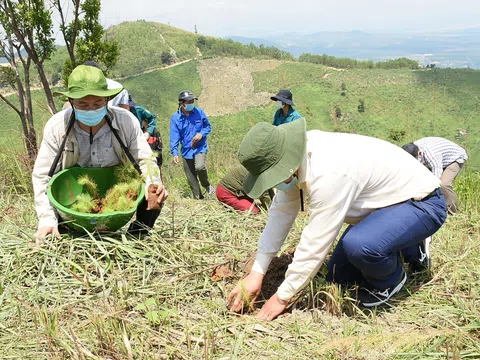 Kon Tum đặt mục tiêu sớm hoàn thành trồng mới 15.000 ha rừng