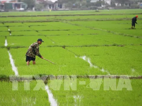 Giảm chi phí đầu vào, tăng hiệu quả kinh tế trong sản xuất lúa vụ Thu Đông