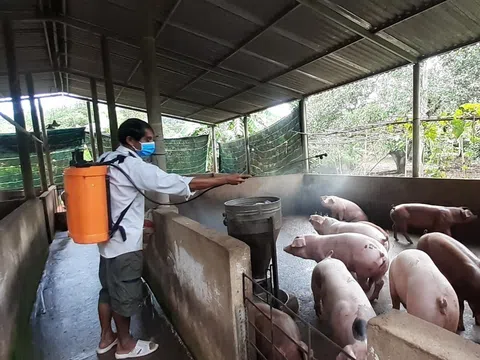 Người nuôi lợn ở Bà Rịa-Vũng Tàu lao đao vì dịch tả châu Phi