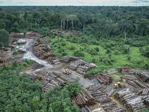 Lượng khí thải tại Brazil cao kỷ lục do nạn phá rừng Amazon