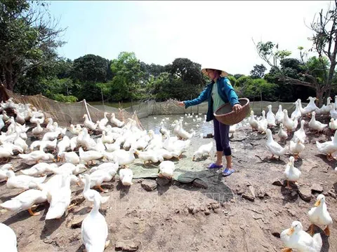 Hưng Yên thí điểm thành công mô hình nuôi vịt an toàn sinh học