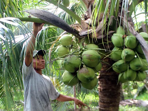 Chuyển đổi vườn tạp, đất trồng lúa kém hiệu quả sang dừa