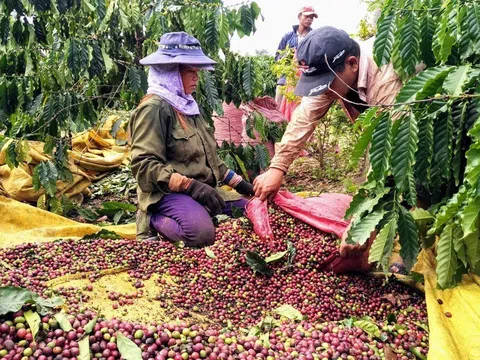 Dịch COVID-19: Kon Tum hỗ trợ kết nối tiêu thụ nông sản tồn đọng