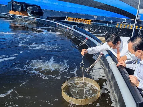 Phát triển mô hình nuôi tôm công nghệ cao gắn với bảo vệ môi trường