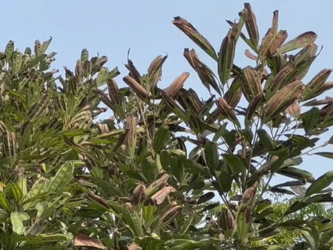 Lào Cai: Hoa màu chết khô bất thường, Quế khô lá không rõ nguyên nhân