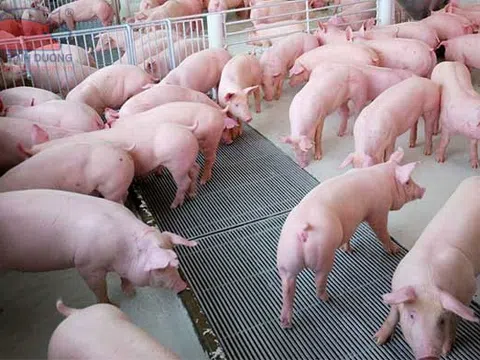 Giới thiệu 13 tiến bộ kỹ thuật mới trong lĩnh vực chăn nuôi