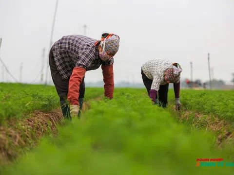 Hải Phòng: Ghi nhận nhiều kết quả khả quan trong sản xuất cây vụ Đông