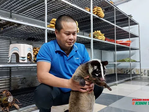 Mô hình nuôi chồn hương, điểm sáng phát triển kinh tế nông nghiệp tại Hải Phòng