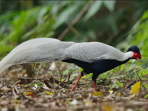 Nỗ lực bảo tồn các loài chim quý hiếm tại Khu dự trữ thiên nhiên Động Châu - Khe Nước Trong