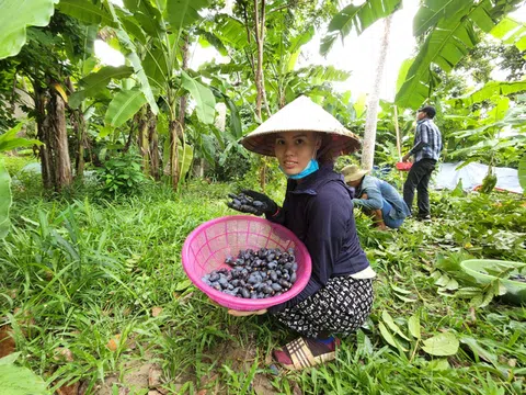 Thu hoạch loại quả đen trên cao người dân chỉ thu tiền không phải hái