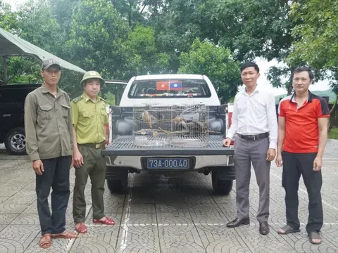 Quảng Trị: Người dân giao nộp 2 cá thể chim Niệc nâu quý hiếm