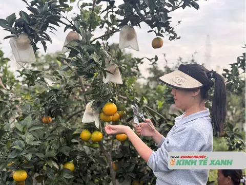 Hà Tĩnh: Mùa cam “ngọt” ở xã Gia Hanh