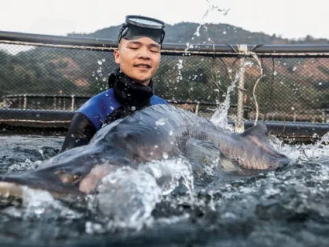 Ngành cá nước lạnh Việt Nam lao đao bởi cá tầm nhập khẩu