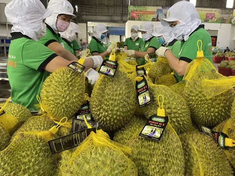 Sầu riêng bứt phá, xuất khẩu rau quả Việt Nam tiến gần 7,6 tỷ USD