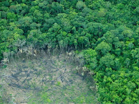 “Lá chắn xanh” giữa thách thức toàn cầu: Lâm nghiệp Việt Nam cần bước ngoặt mới