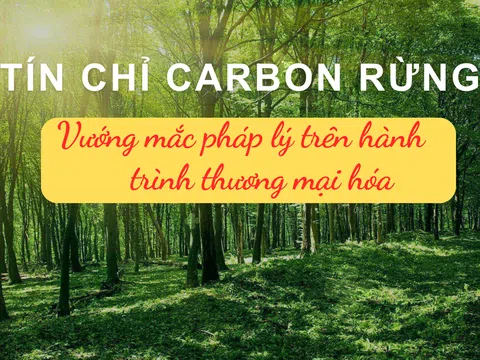 Tín chỉ carbon rừng: Vướng mắc pháp lý trên hành trình thương mại hóa