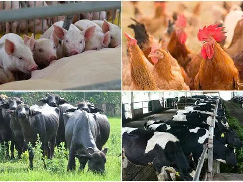 Chăn nuôi tuần hoàn: Bước tiến thiết yếu hướng tới phát triển bền vững