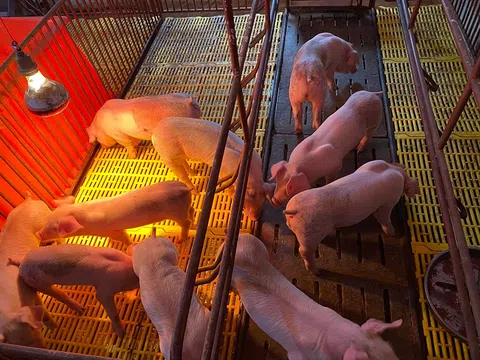 Chăn nuôi Việt: Doanh nghiệp vươn tầm, nông hộ nhỏ lẻ vẫn loay hoay