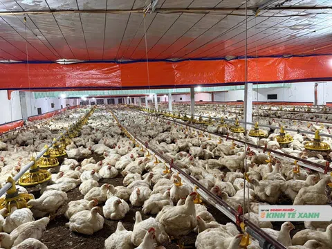 Ngành chăn nuôi “oằn mình” giữa vòng xoáy dịch bệnh và thiên tai