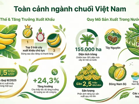 [Infographic] Chuối Việt bứt phá: Vươn top 3 xuất khẩu, tiến gần mốc tỉ USD