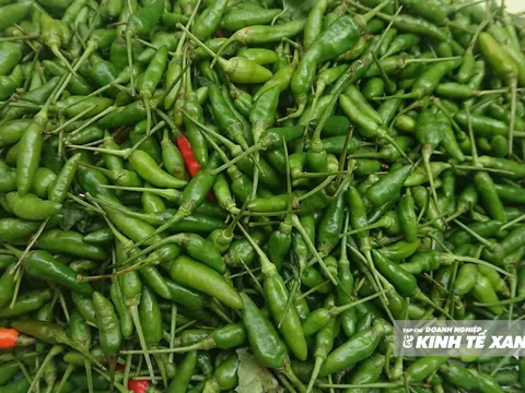 Giá ớt tăng vọt sau bão lũ, gấp ba lần cùng kỳ năm ngoái