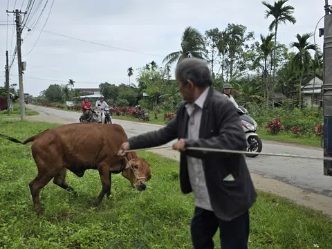 Xã Mộ Đức (Quảng Ngãi) hỗ trợ bò cho hộ nghèo: Ngày bò giống về với người dân