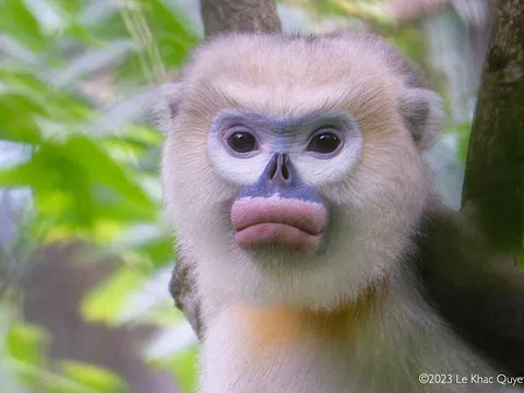 Cấp bách bảo tồn Voọc mũi hếch, loài linh trưởng quý hiếm ở Tuyên Quang