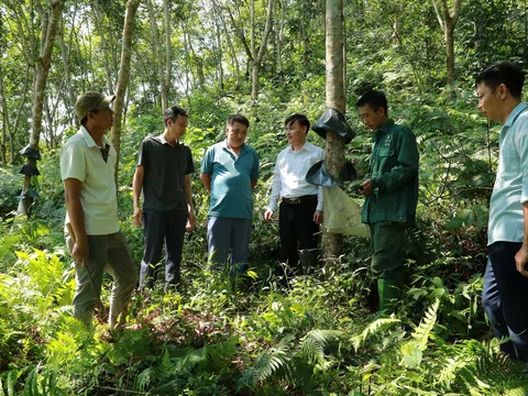 Cây cao su vươn xanh trên miền đất khó