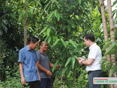 Khi rừng trở thành “kho vàng xanh” nuôi sống người dân