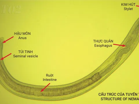 Giải pháp sinh học đặc trị tuyến trùng, phục hồi nhanh rễ cây trồng