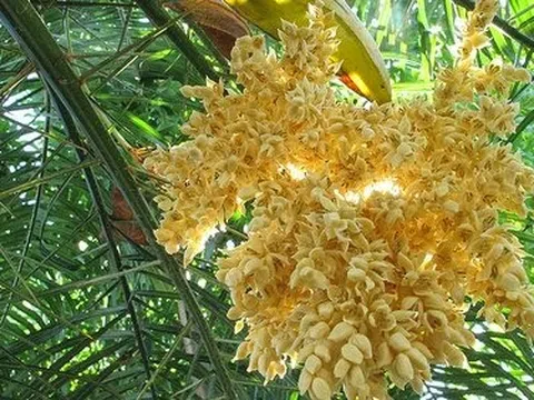 Mật ong ruồi hoa dừa – ngọt lành từ thiên nhiên miền tây nam bộ