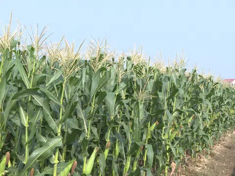 Ngô nếp TBM 18 được đưa vào sản xuất ở nhiều tỉnh thành trong cả nước